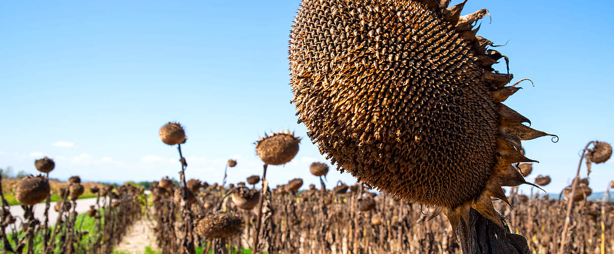 Von Dürre betroffenes Sonnenblumenfeld © EKH-Pictures / GettyImages / iStock