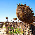 Von Dürre betroffenes Sonnenblumenfeld © EKH-Pictures / GettyImages / iStock