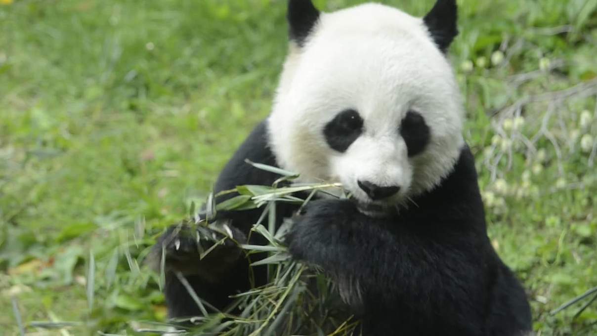 Großer Panda Das Wwf Wappentier In Gefahr