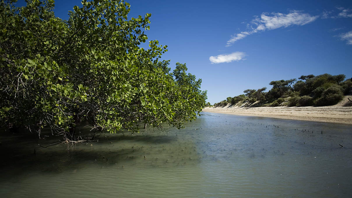 Madagaskar Mangrovenwald und Strand © R. Maro / WWF