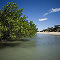 Madagaskar Mangrovenwald und Strand © R. Maro / WWF