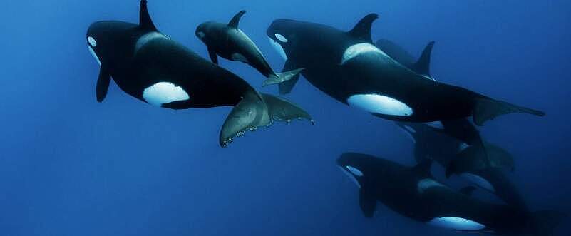 Orca Pod © Judith van de Griendt / WWF