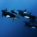 Orca Pod © Judith van de Griendt / WWF