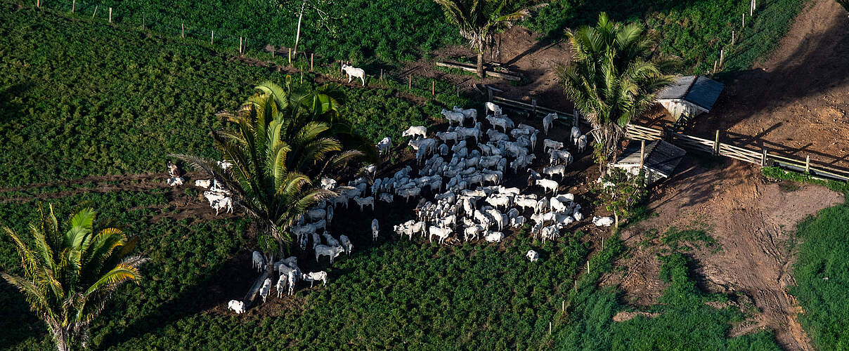 Entwaldete Fläche in Brasilien für Rinderhaltung © Chris J Ratcliffe / WWF-UK