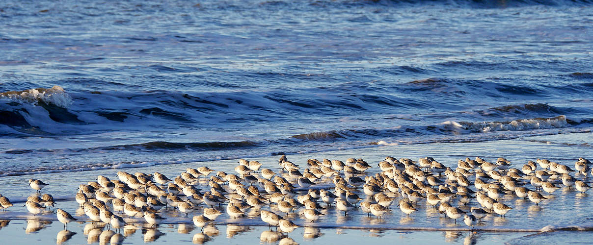 Sanderling © Hans-Ulrich Rösner / WWF