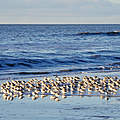 Sanderling © Hans-Ulrich Rösner / WWF