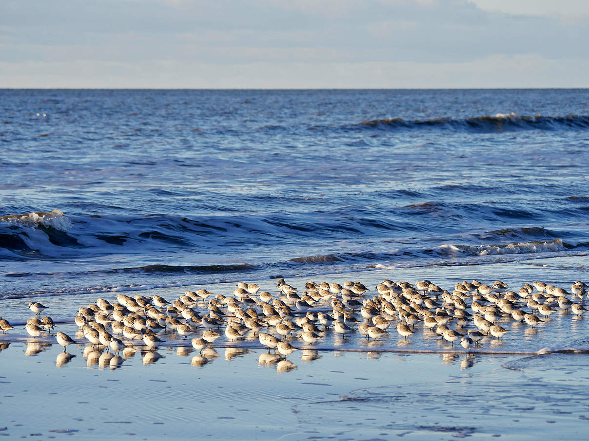 Sanderling © Hans-Ulrich Rösner / WWF