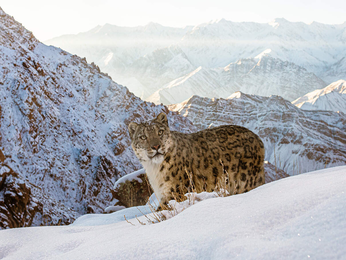 Schneeleopard im Himalaja 