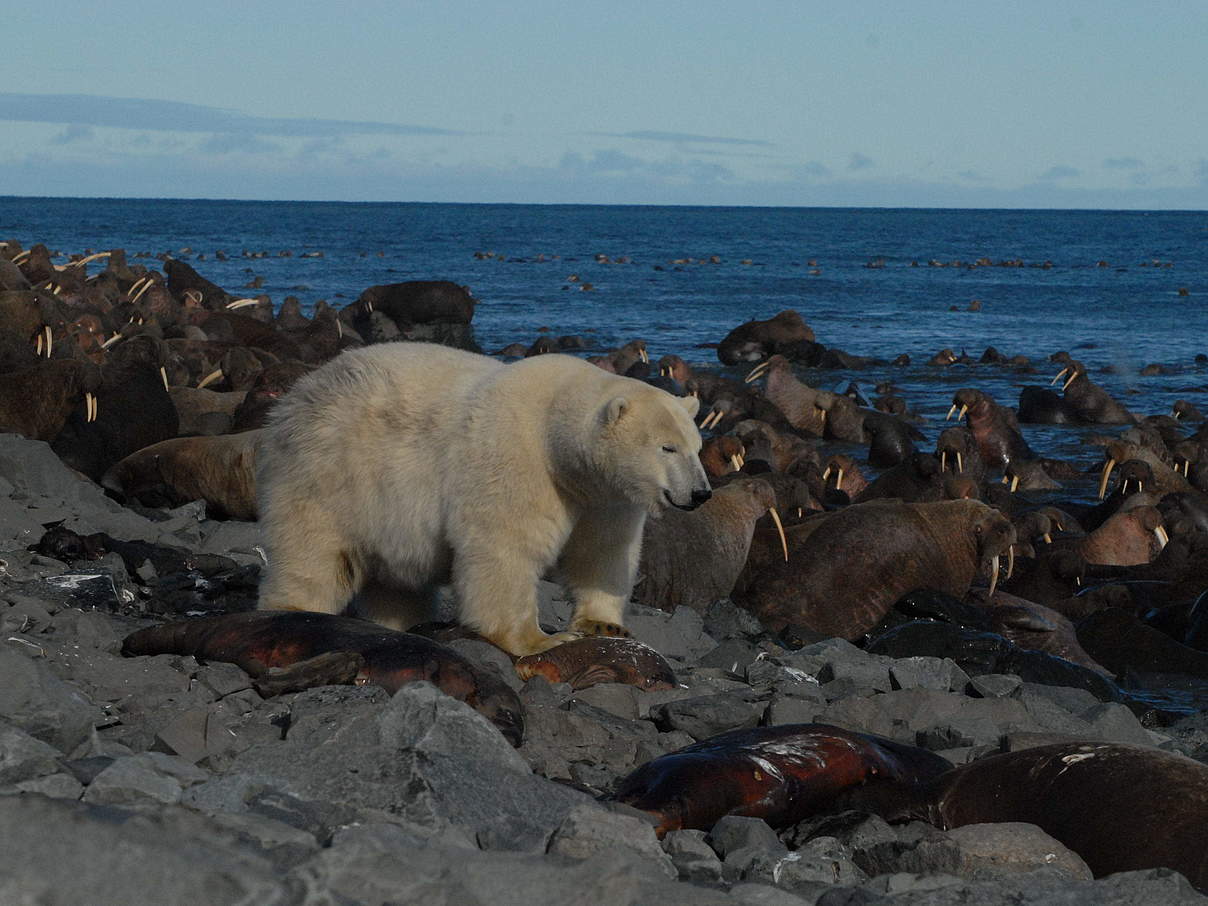 Eisbär frisst beim Walross-Haulout in Tschuktschen © Anatoly Kochnev