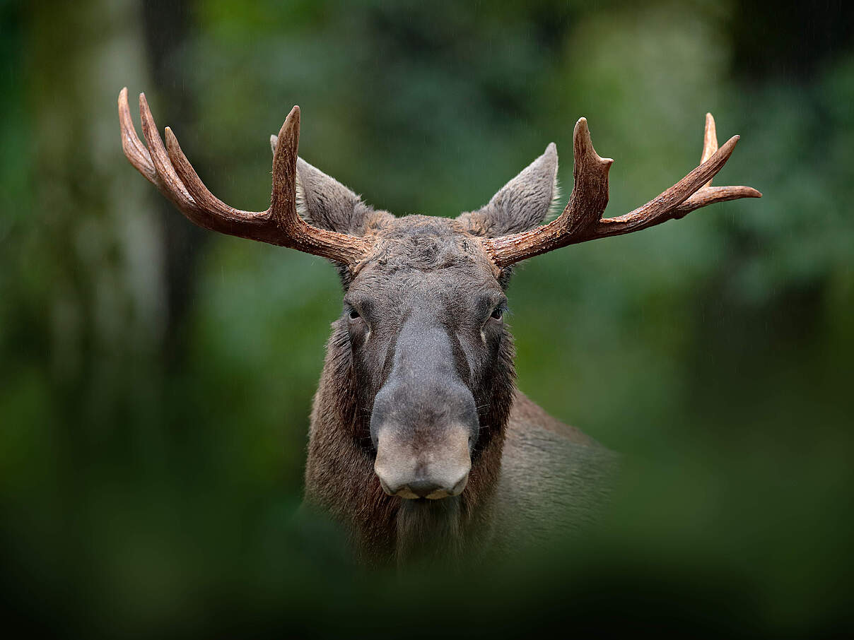 Elch blickt direkt in Kamera
