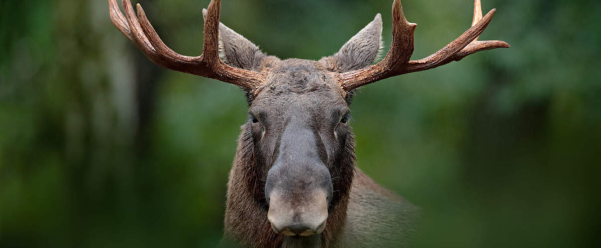 Elch blickt direkt in Kamera