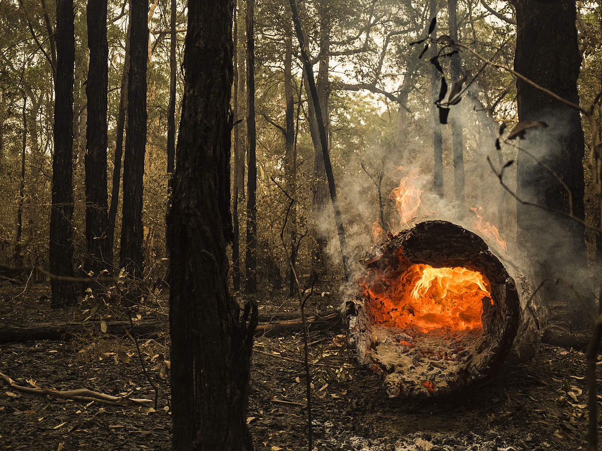 Feuer in Australien © Bryce Harper / WWF Australia