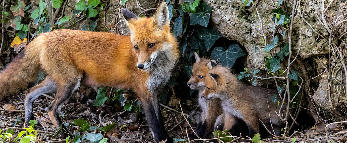 Fuchs mit Welpen