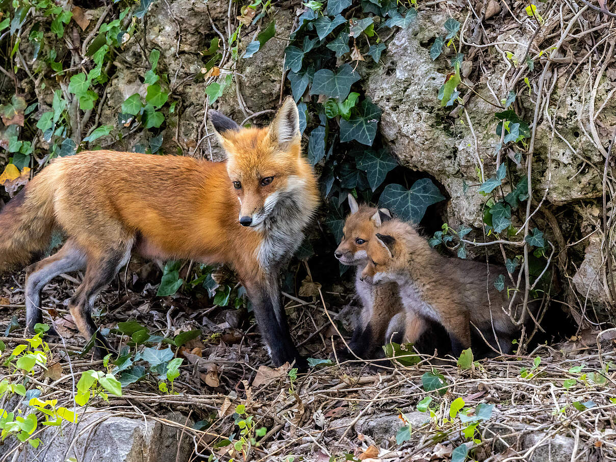 Fuchs mit Welpen