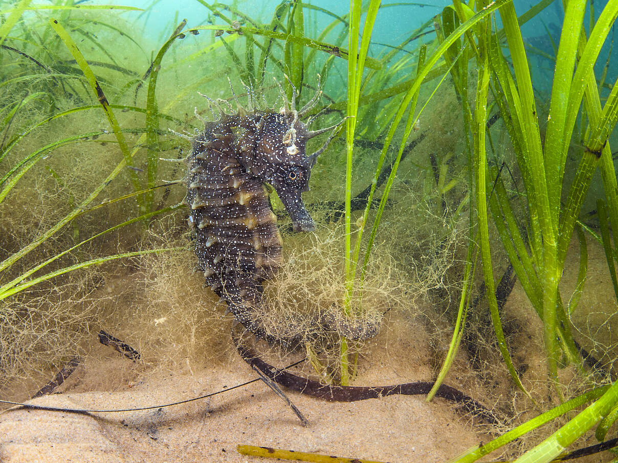 Langschnäuzige Seepferdchen © naturepl.com