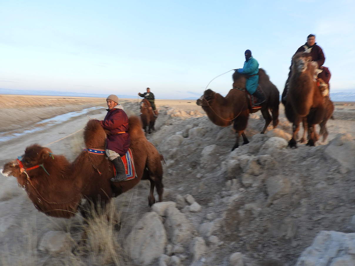 Unterwegs auf Kamelen © WWF Mongolei