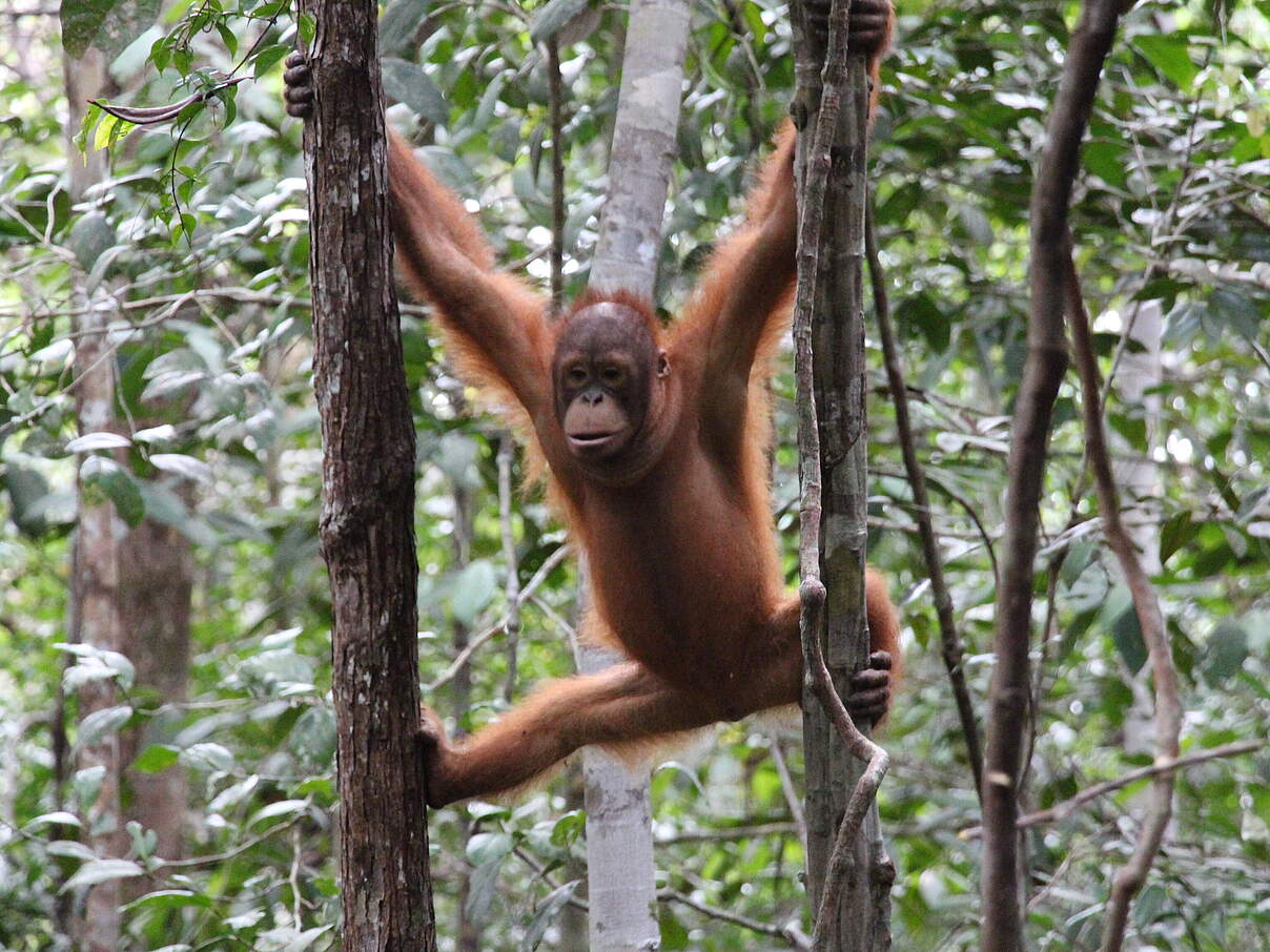 Orang-Utan in Sarawak / Malaysia © Zora Chan / WWF Malaysia