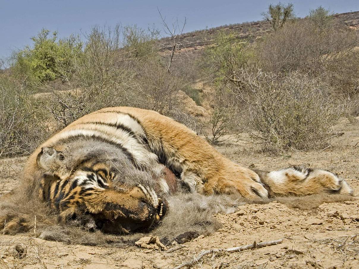 Toter subadulter männlicher Bengal Tiger Panthera tigris tigris von Ziegenhirten vergiftet am Ran