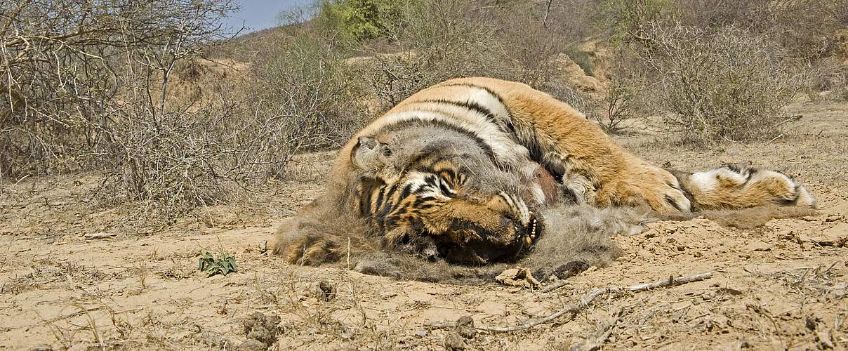 Toter Bengal-Tiger, der von Ziegenhirten im Ranthambhore-Nationalpark vergiftet wurde © Imagebroker / Aditya Singh