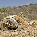 Toter Bengal-Tiger, der von Ziegenhirten im Ranthambhore-Nationalpark vergiftet wurde © Imagebroker / Aditya Singh