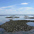 Miesmuschelbank in der Nordsee © Uwe Johannsen / WWF