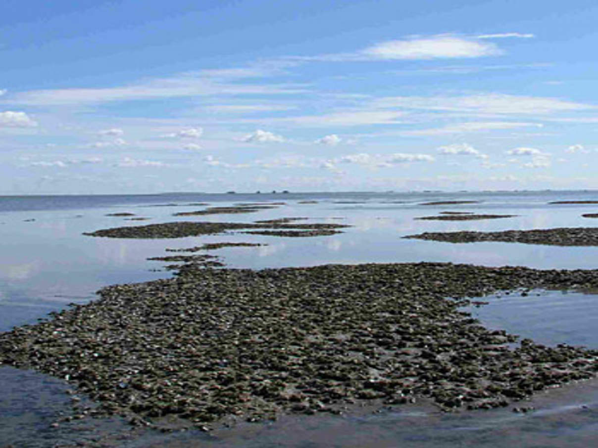 Miesmuschelbank in der Nordsee © Uwe Johannsen / WWF