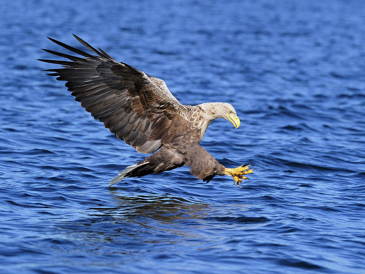 Seeadler © Ralph Frank / WWF Seeadler © Ralph Frank / WWF