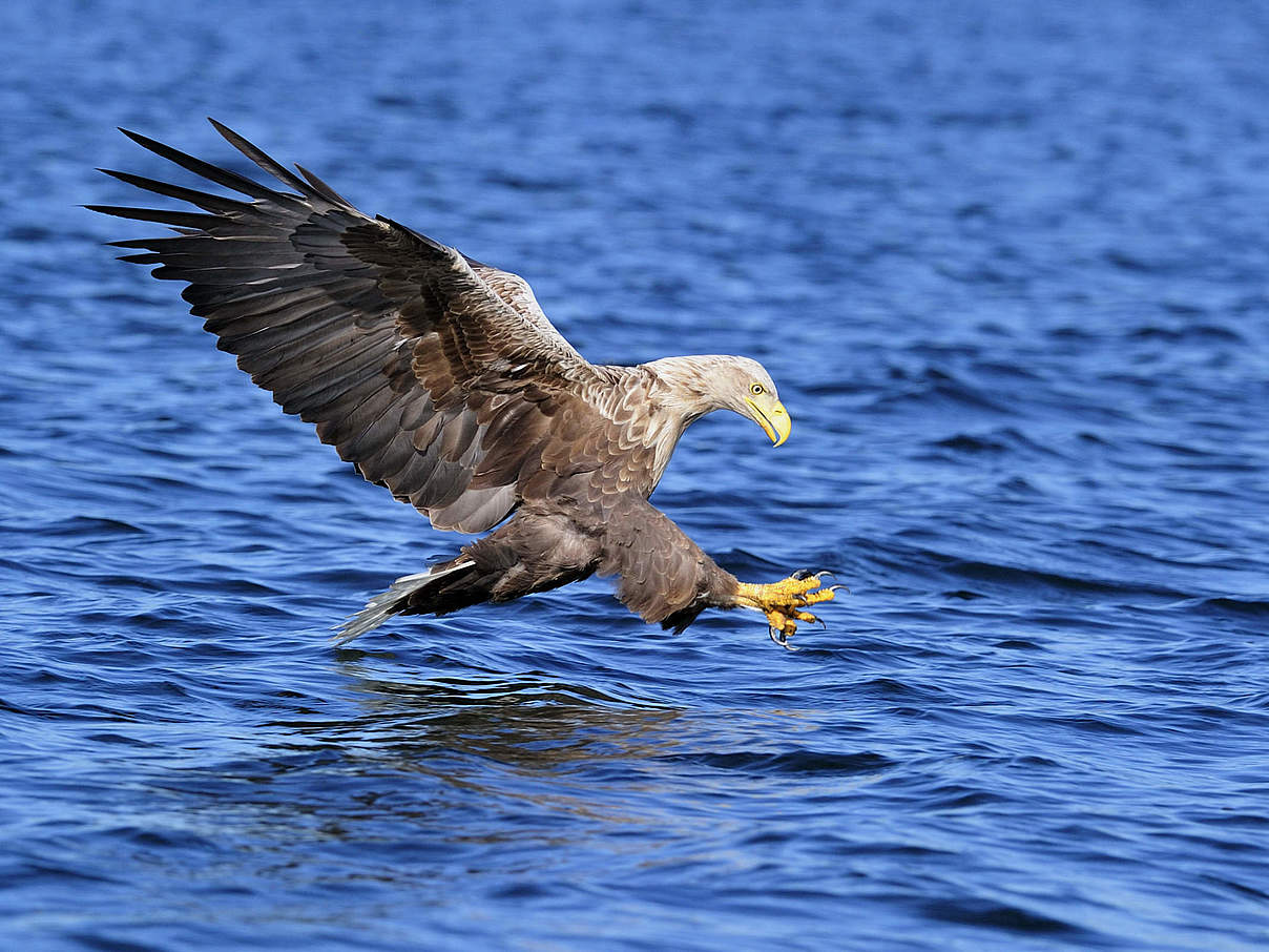 Seeadler © Ralph Frank / WWF Seeadler © Ralph Frank / WWF