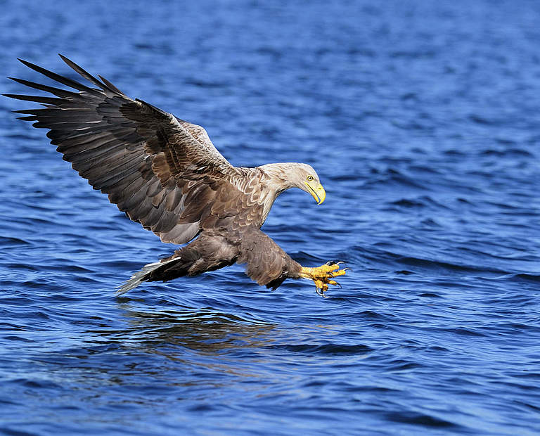 Seeadler © Ralph Frank / WWF