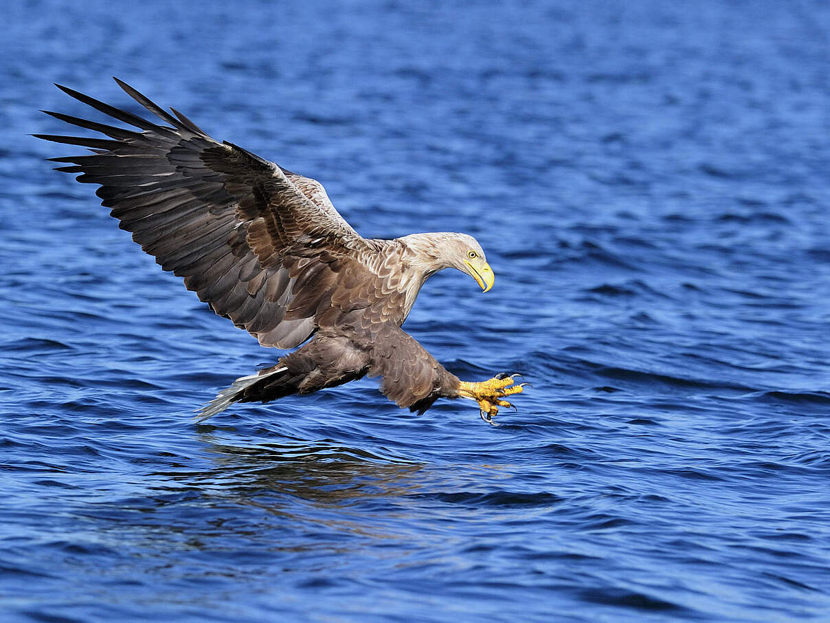 Seeadler © Ralph Frank / WWF