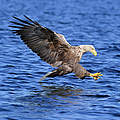 Seeadler © Ralph Frank / WWF