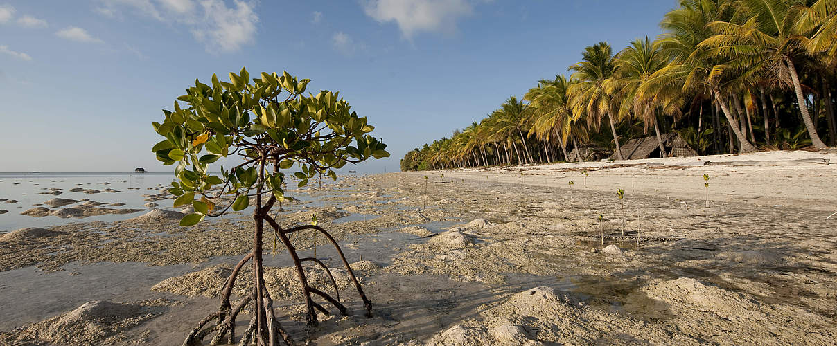 Mangroven schützen Küsten © Jürgen Freund / WWF