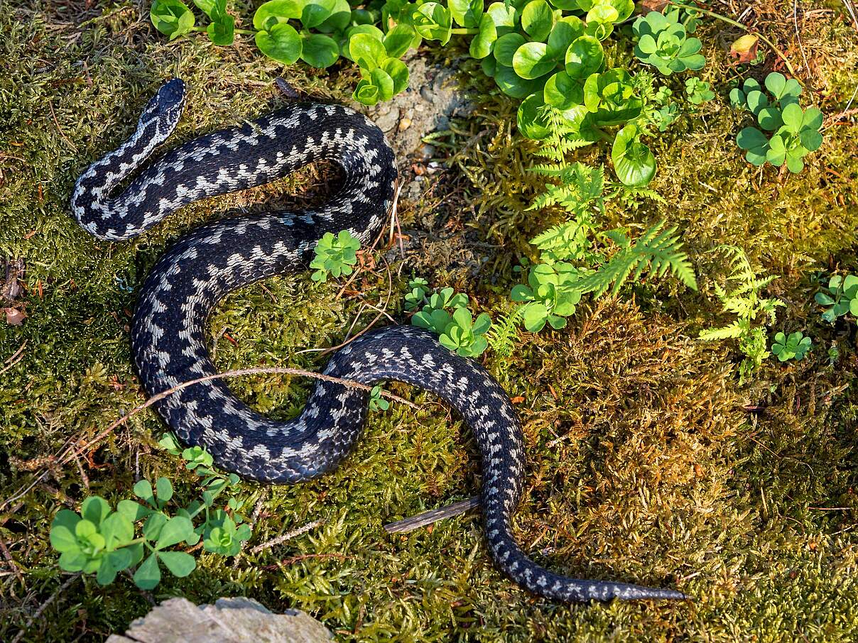 Giftschlange in Deutschland: Kreuzotter mit dunklem Zickzackmuster © Imago/blickwinkel/R.Sturm