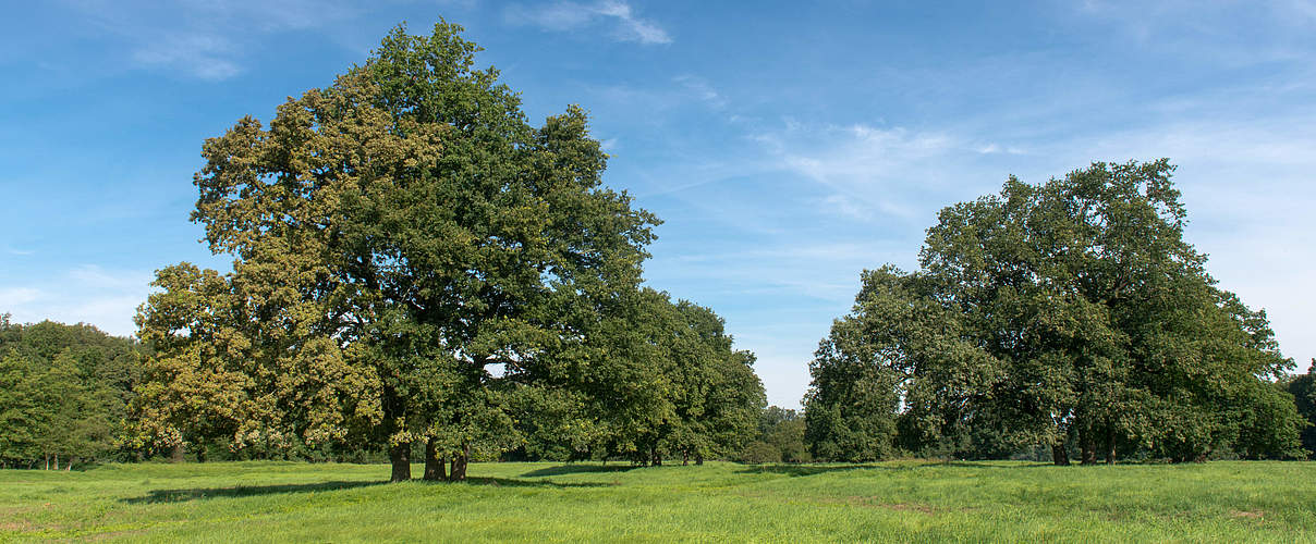 Projektgebiet Mittlere Elbe © Ralph Frank / WWF