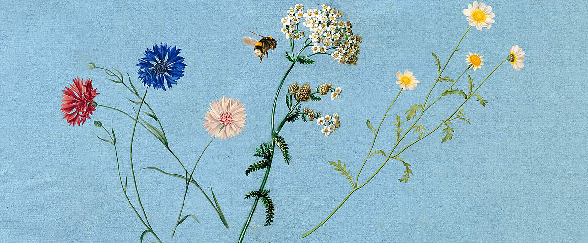 WWF-Pflanzensamen: Kornblume, Speisechrysantheme und Schafgarbe 