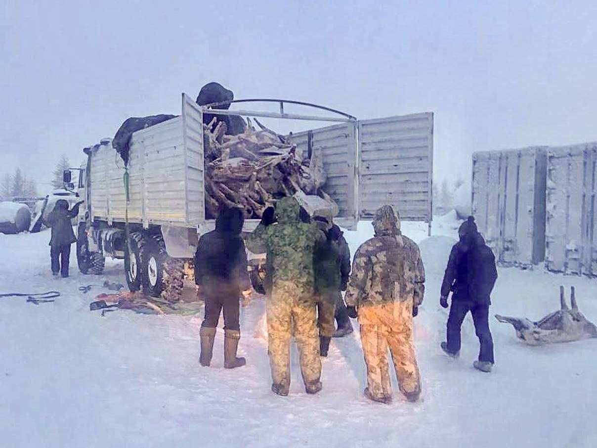 Aufgriff gewilderter Rentiere © WWF Russia Aufgriff gewilderter Rentiere © WWF Russia
