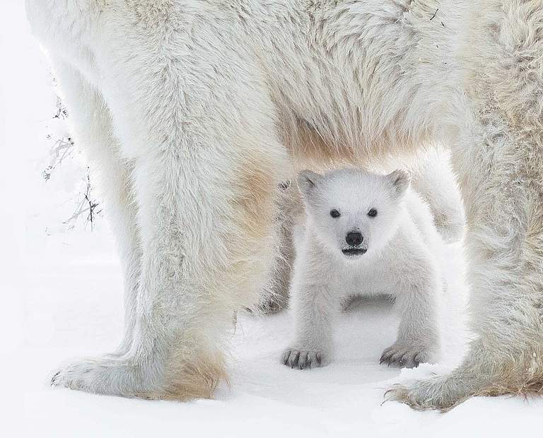 Eisbär-Junges mit Mutter im Wapusk-Nationalpark Kanada © Nadeem Sufi