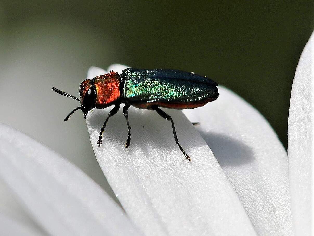 Glänzender Prachtkäfer