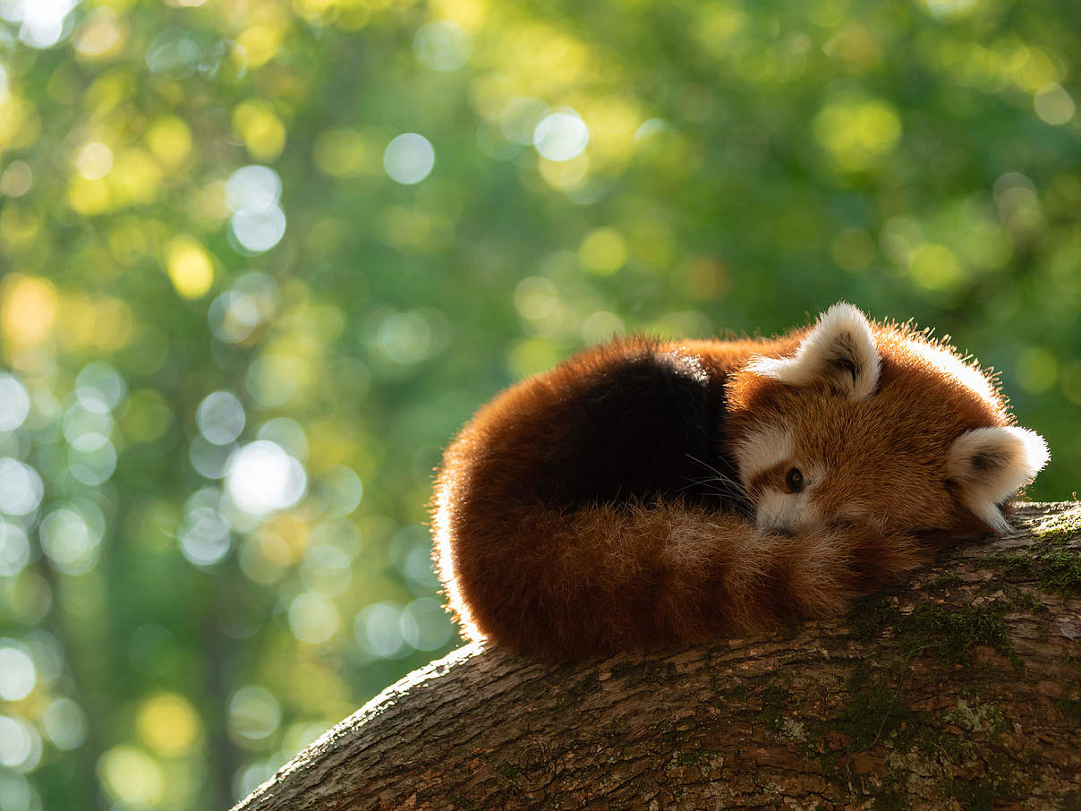 Roter Panda © AB photography / iStock / GettyImages Plus