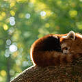 Roter Panda © AB photography / iStock / GettyImages Plus