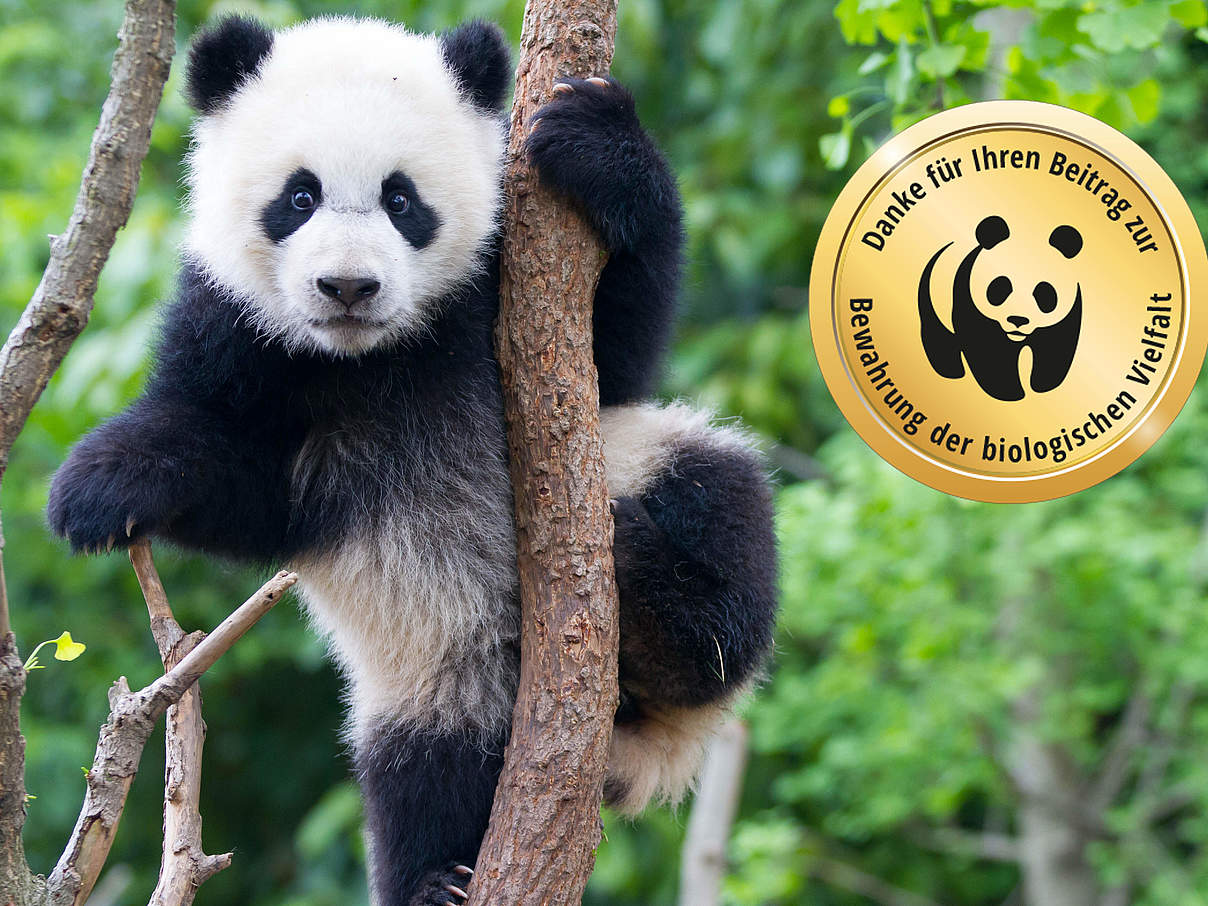 Umweltschutz€uro © Brad Josephs / WWF