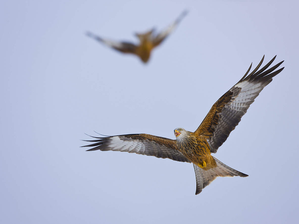 Roter Milan © Wild Wonders of Europe / Juan Carlos Munoz / WWF