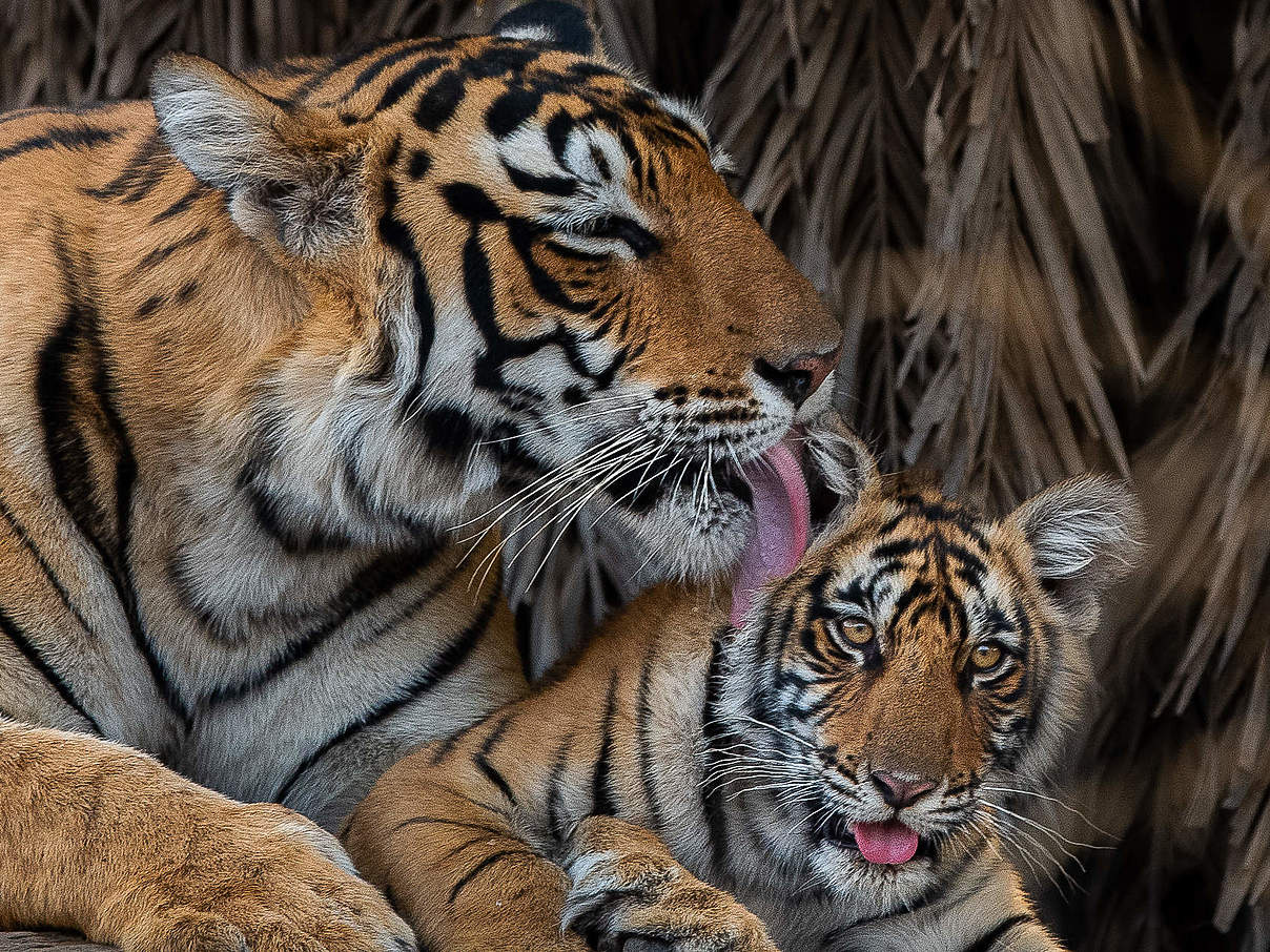 Tigermutter und ihr Junges im Ranthambore National Park © Nitish Madan / WWF International