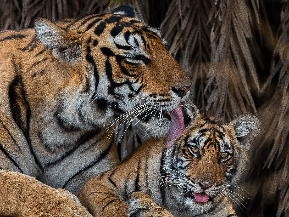 Tigermutter und ihr Junges im Ranthambore National Park © Nitish Madan / WWF International Tigermutter und ihr Junges im Ranthambore National Park © Nitish Madan / WWF International