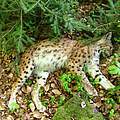 Gewilderter Luchs im Bayerischen Wald © Luchsprojekt Bayern / WWF Deutschland