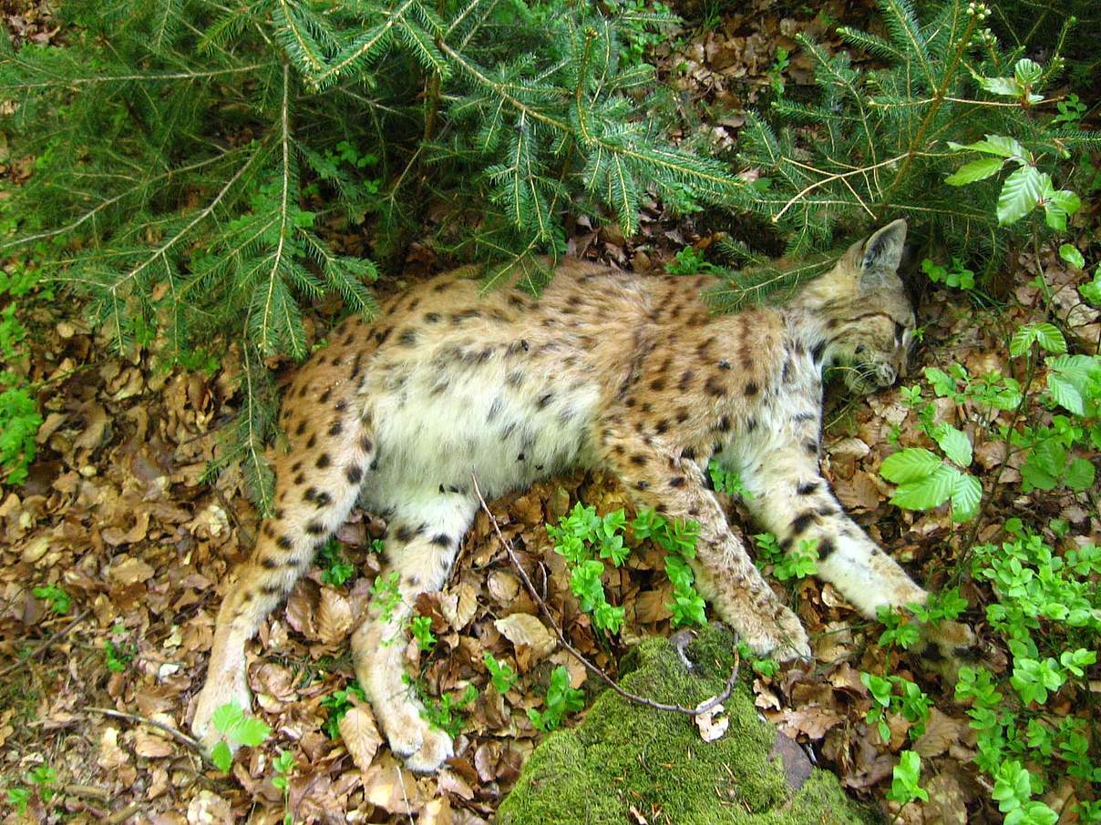 Gewilderter Luchs im Bayerischen Wald © Luchsprojekt Bayern / WWF Deutschland