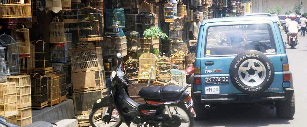 Typischer Wildtier- und Vogelmarkt in Indonesien © Traffic SE Asia / Chris R. Shepherd