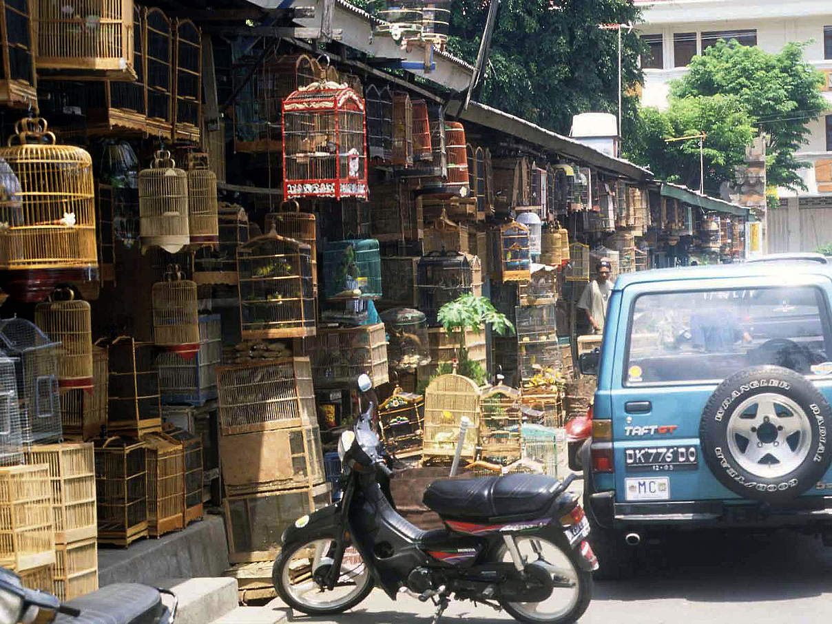 Typischer Wildtier- und Vogelmarkt in Indonesien © Traffic SE Asia / Chris R. Shepherd