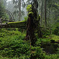Waldwildnis: Der Thüringer Urwaldpfad © Thomas Stephan / WWF