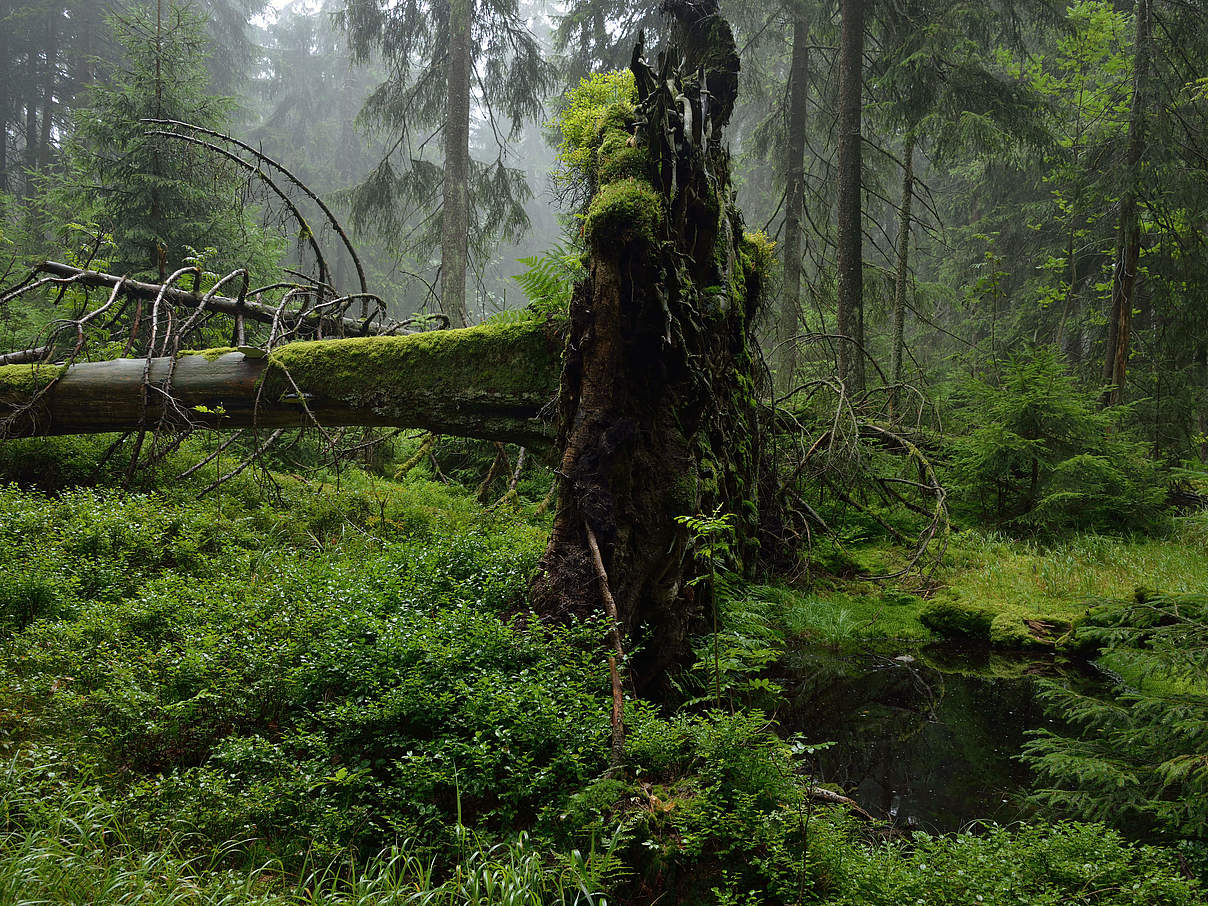 Waldwildnis: Der Thüringer Urwaldpfad © Thomas Stephan / WWF